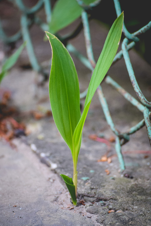 The plant sprouted through the pavement . A strong desire to live ...の写真素材