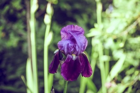 iris flowers in vintage style in my garden