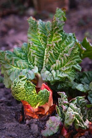 Young Rhubarb plant growing in the garden.の写真素材