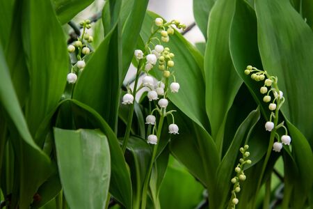 Blooming Lily of the valley in spring garden.