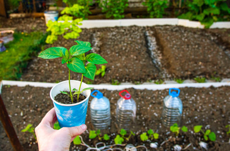 A young sprout of pepper before planting in the garden. Growing of plant.の写真素材
