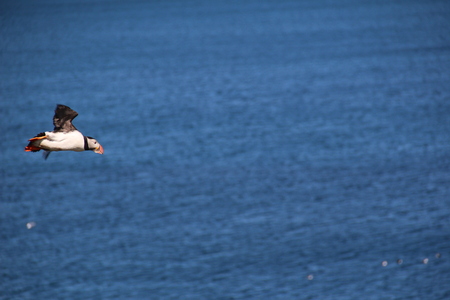Flying puffin bird in Icelandの写真素材