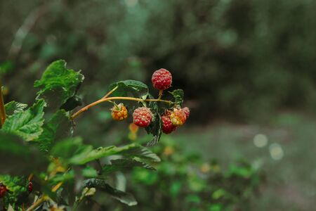 fresh red raspberry on branchの写真素材