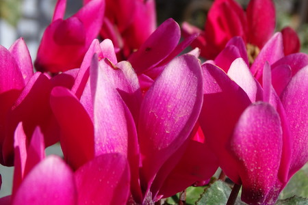 pink flowers in detail from a gardenの写真素材