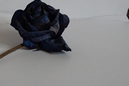 blue rose in detailの写真素材