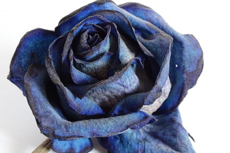 blue rose in detailの写真素材