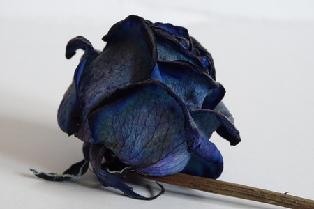 blue rose in detailの写真素材