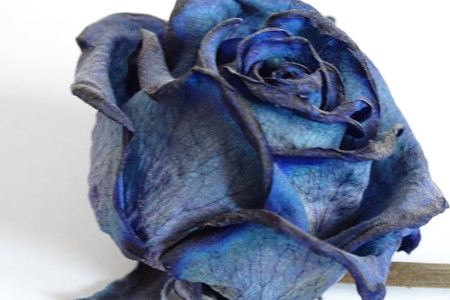 blue rose in detailの写真素材