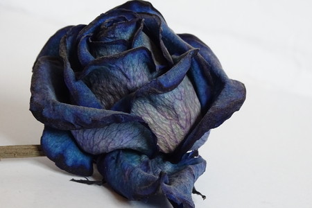 blue rose in detailの写真素材
