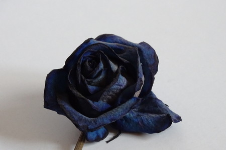 blue rose in detailの写真素材