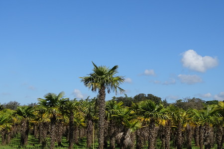 Palms with skyの写真素材