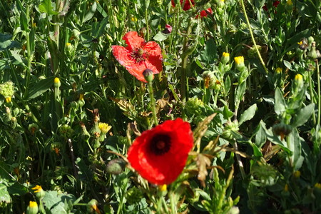 Field with poppiesの写真素材
