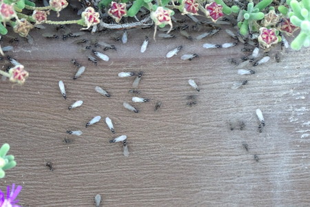 flying ants in detail in a pot with flowersの写真素材