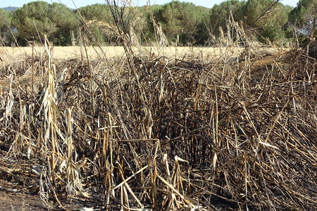 straw, dry field in summerの写真素材