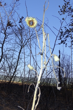 Plants in detail after a fireの写真素材
