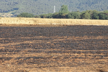 Burn field after a fire, damaged natureの写真素材