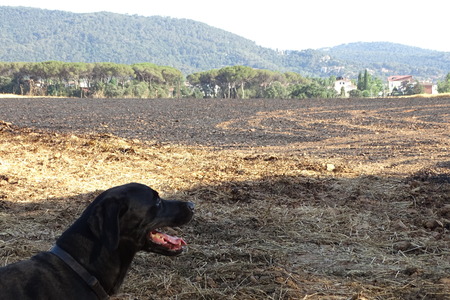 Black doog looking at burned fieldの写真素材