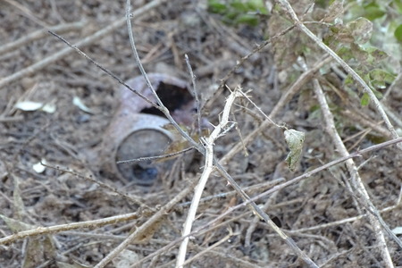 Burn old can in the forest after a fireの写真素材