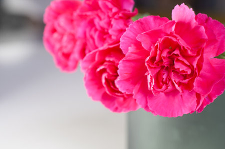 Pink carnation flowers in a vase on white background, stock photoの写真素材