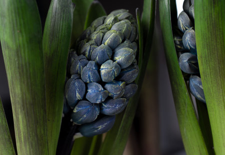 Blue hyacinths on dark background. Shallow depth of field.の写真素材