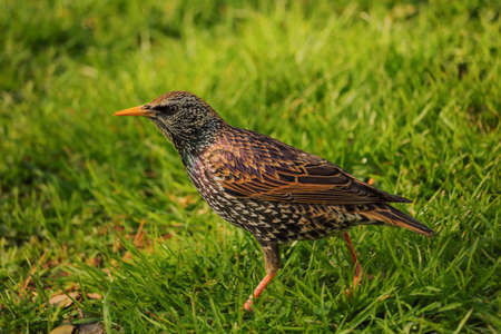 A starling in the middle of the grass of a meadowの写真素材
