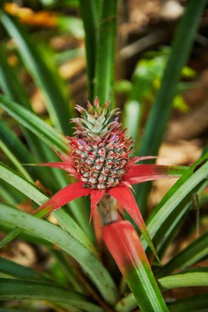 Pineapple in the garden, Thailand. (Ananas comosus)の写真素材