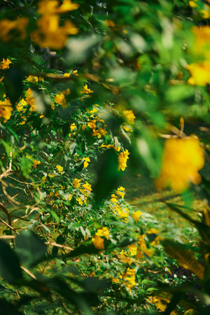 Yellow flowers in the garden. Selective focus and shallow depth of field.の写真素材