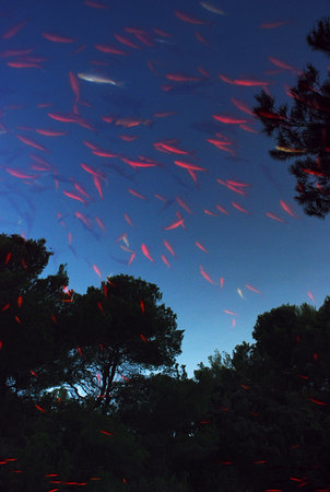 A flock of fish in a lake in the forest at night.の写真素材