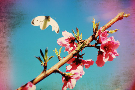Peach blossom with butterfly on blue sky background, retro tonedの写真素材