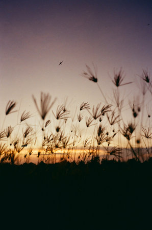 Silhouette of grass flower in the sunset time, vintage toneの写真素材