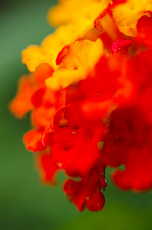 Close up of Lantana camara flower with shallow depth of fieldの写真素材