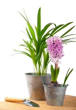 Hyacinth and tropical plant on a white backgroundの写真素材