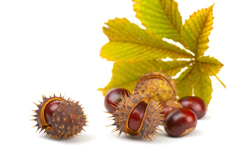 Chestnutsの写真素材