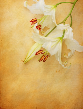 Lily flower on old paper, backgroundの写真素材