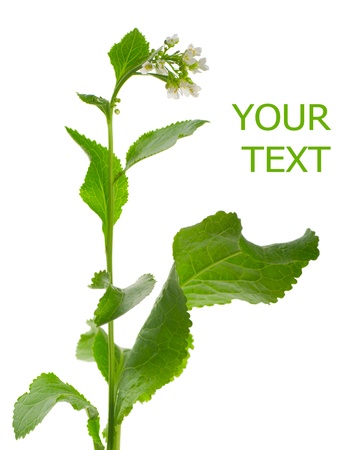Vegetable plant horseradish on a white backgroundの写真素材