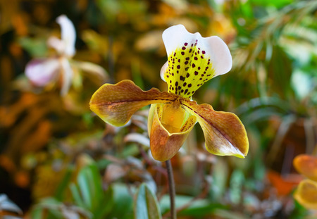 Orchid predator in the rainforestの写真素材