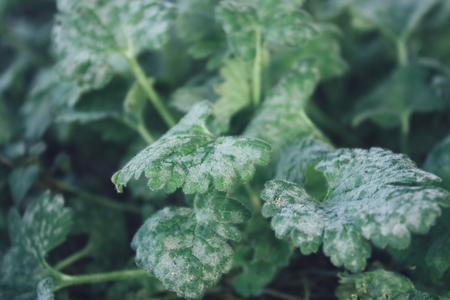 close up of hoar-frost and Frozen green leavesの写真素材