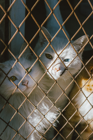 three cats trap and is stuck in a steel wire netting,cage,hoping for freedom with sad feelingの写真素材