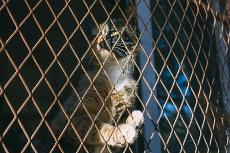 ginger and black cat trap and is stuck in a steel wire netting,cage,hoping for freedom with sad feelingの写真素材