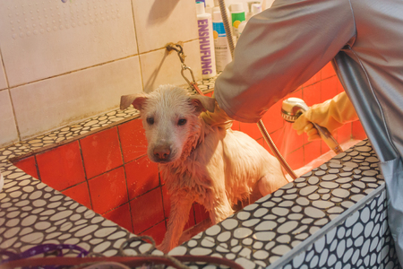 24,Dec,2015, China,Chongqi. vet help taking shower for a Sad white stray street dogのeditorial素材