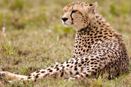 Resting Cheetahの写真素材