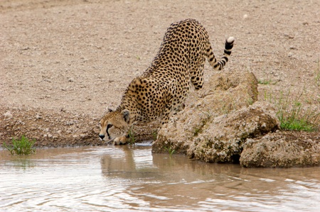 Drinking Cheetahの写真素材