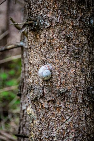 snail climbing up a treeの写真素材