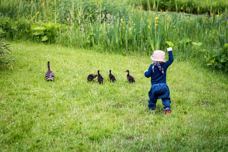 child is chasing some ducks in the gardenの写真素材