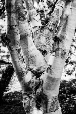 black and white birch in the forestの写真素材