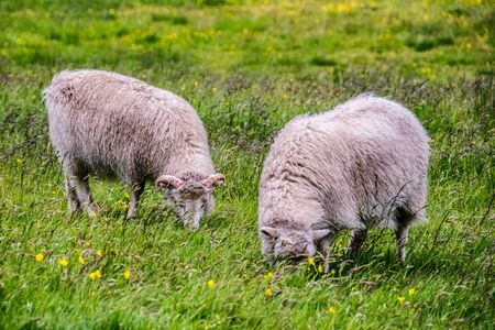 sheeps eating grass on the dikeの写真素材