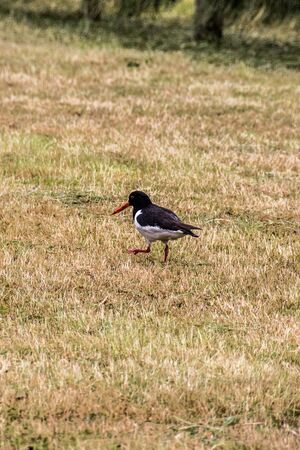 little bird walking over a meadowの写真素材