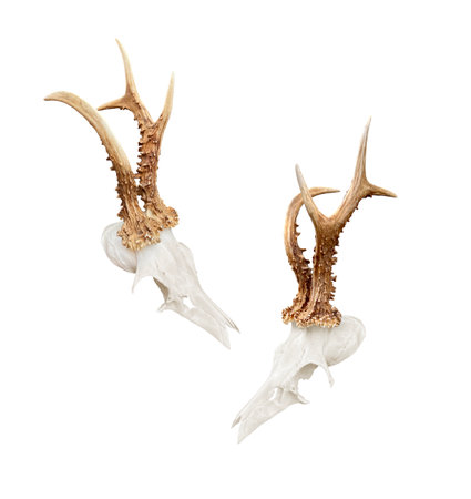Rare roe deer buck, roebuck skull with unique, abnormal antlers - isolated on white, transparent background. Hunting trophy, hunter wall decoration, killed in the austrian alpsの写真素材