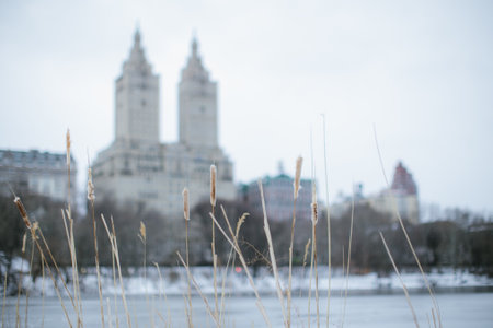 Tall grass in the foreground with a winter skyline view of Central Park and historic buildings in...