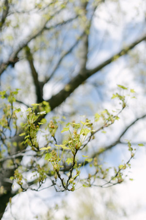 New leaves emerge on branches under a bright blue sky, showcasing the beauty of spring in a natural...